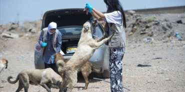 Erbil'den hayvan dostu görüntüler, Erbilli hayvanseverler iş başında