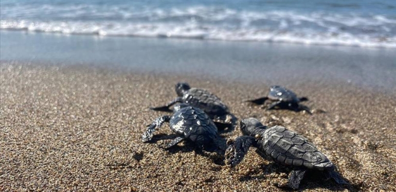 Mersin’de yumurtalarından çıkan deniz kaplumbağası yavruları suyla buluştu