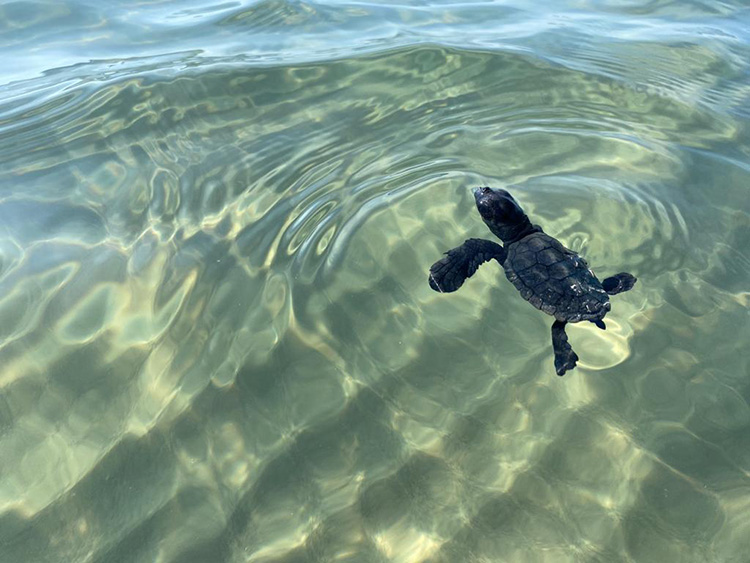 Mersin'de yumurtalarından çıkan deniz kaplumbağası yavruları suyla buluştu