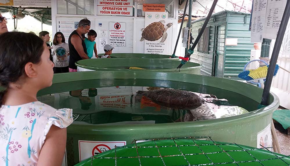 Muğla sahillerinde 40 bin yavru caretta caretta denizle buluşacak
