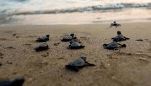 Muğla sahillerinde 40 bin yavru caretta caretta denizle buluşacak