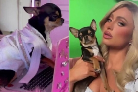 Paris Hilton, kayıp köpeğini arıyor 'Getirene sorgusuz sualsiz büyük ödül var'