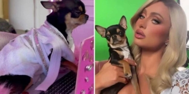Paris Hilton, kayıp köpeğini arıyor 'Getirene sorgusuz sualsiz büyük ödül var'