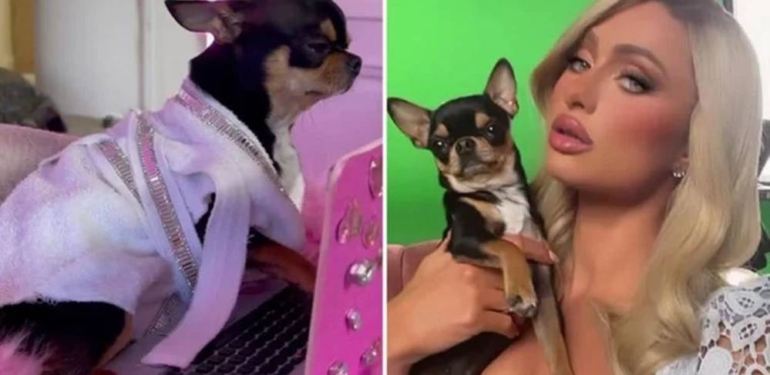 Paris Hilton, kayıp köpeğini arıyor: ‘Getirene sorgusuz sualsiz büyük ödül var’