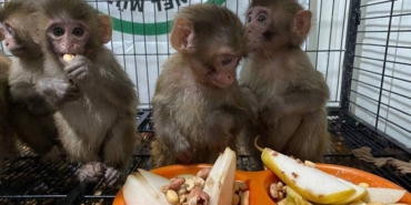 Polisin kaçakçıların elinden kurtardığı örümcek maymunlara özenle bakılıyor
