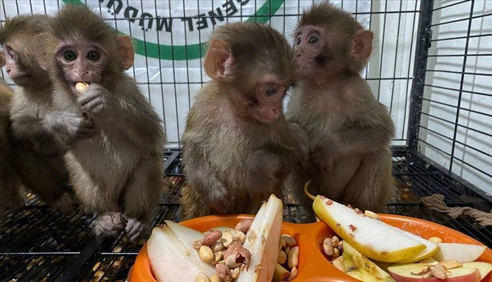 Polisin kaçakçıların elinden kurtardığı örümcek maymunlara özenle bakılıyor