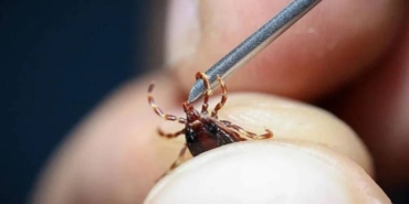 Türkiye'de insanları enfekte edebilen 'kene kaynaklı' yeni bir bakteri görüldü