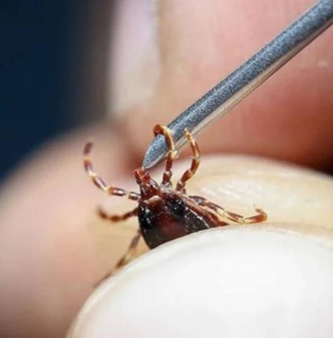 Türkiye'de insanları enfekte edebilen 'kene kaynaklı' yeni bir bakteri görüldü 10 Türkiye'de insanları enfekte edebilen 'kene kaynaklı' yeni bir bakteri görüldü