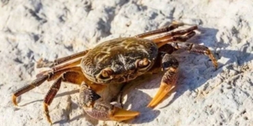 Yengeç Kabuğundan pil üretldi