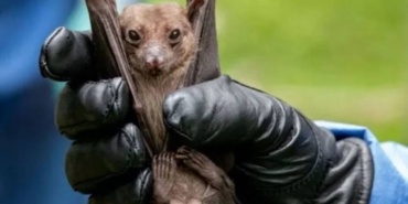 Yeni bir koronavirüs tespit edildi Antikora dirençli olduğu ortaya çıktı