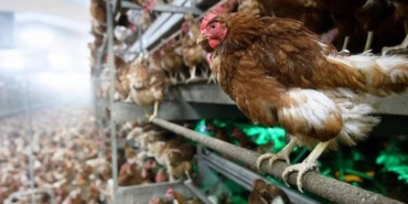 Avrupa en büyük kuş gribi salgınını yaşıyor