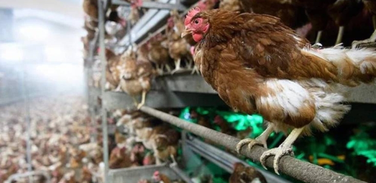 Avrupa en büyük kuş gribi salgınını yaşıyor