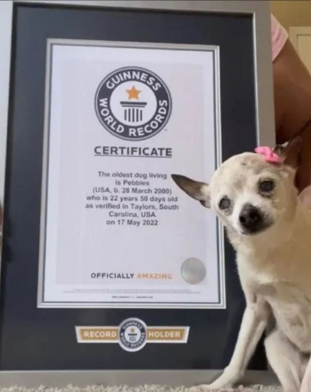 Dünyanın en yaşlı köpeği hayatını kaybetti