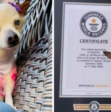 Dünyanın en yaşlı köpeği hayatını kaybetti 9 Dünyanın en yaşlı köpeği hayatını kaybetti