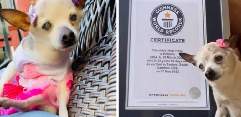 Dünyanın en yaşlı köpeği hayatını kaybetti