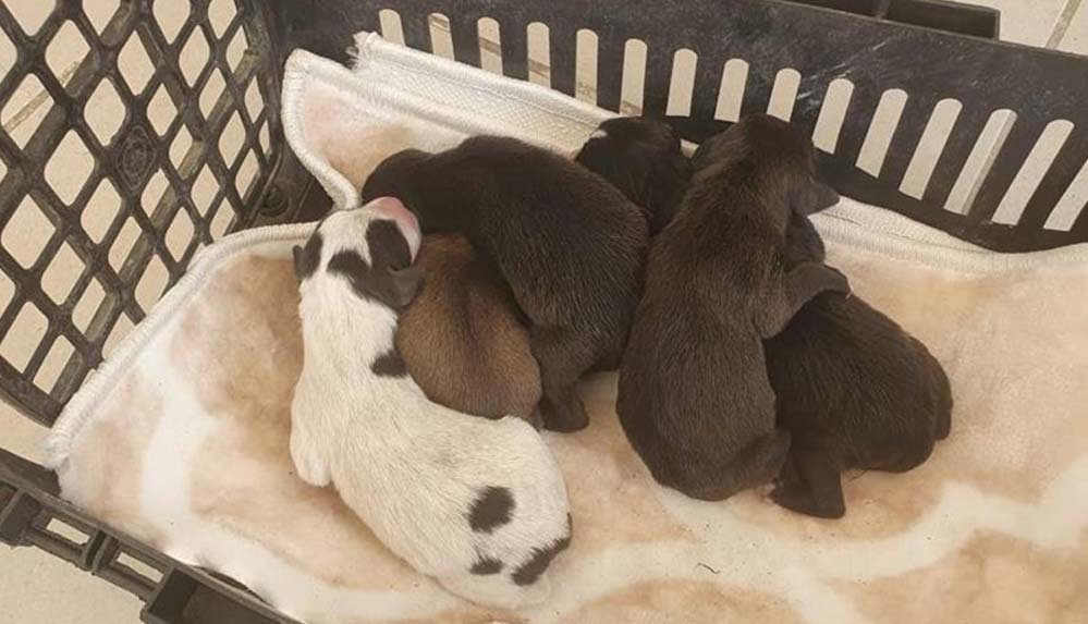 Edirne'de-çöp-konteynerinde-bulunan-5-yavru-köpek-koruma-altına-alındı