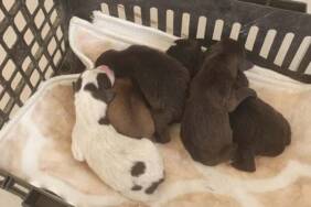 Edirne'de-çöp-konteynerinde-bulunan-5-yavru-köpek-koruma-altına-alındı