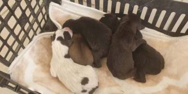 Edirne'de-çöp-konteynerinde-bulunan-5-yavru-köpek-koruma-altına-alındı