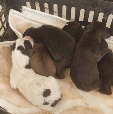 Edirne'de-çöp-konteynerinde-bulunan-5-yavru-köpek-koruma-altına-alındı