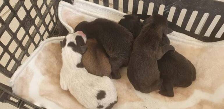 Edirne'de-çöp-konteynerinde-bulunan-5-yavru-köpek-koruma-altına-alındı