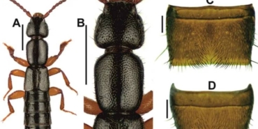 Edirne'de yeni böcek türü keşfedildi