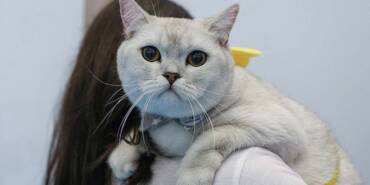 Evcil-hayvanlara-‘çip-zorunluluğu’-için-son-tarih-yaklaşıyor