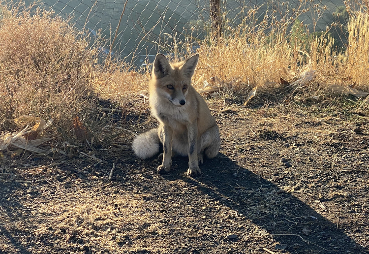 Herkesin korktuğu tilkiyi elleriyle besledi: 'Maykıl' artık onun en yakın dostu