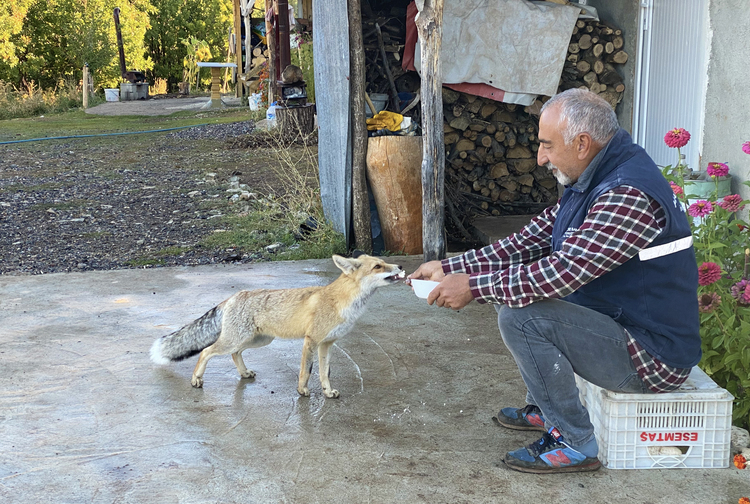 Herkesin korktuğu tilkiyi elleriyle besledi: 'Maykıl' artık onun en yakın dostu
