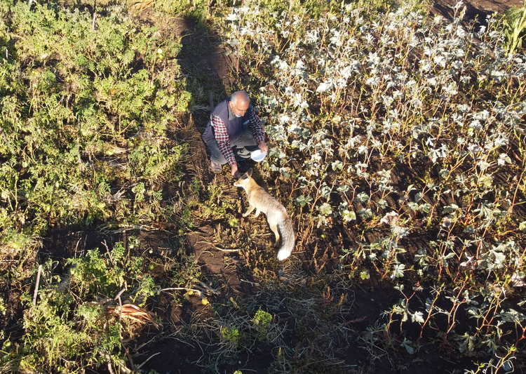 Herkesin korktuğu tilkiyi elleriyle besledi: 'Maykıl' artık onun en yakın dostu
