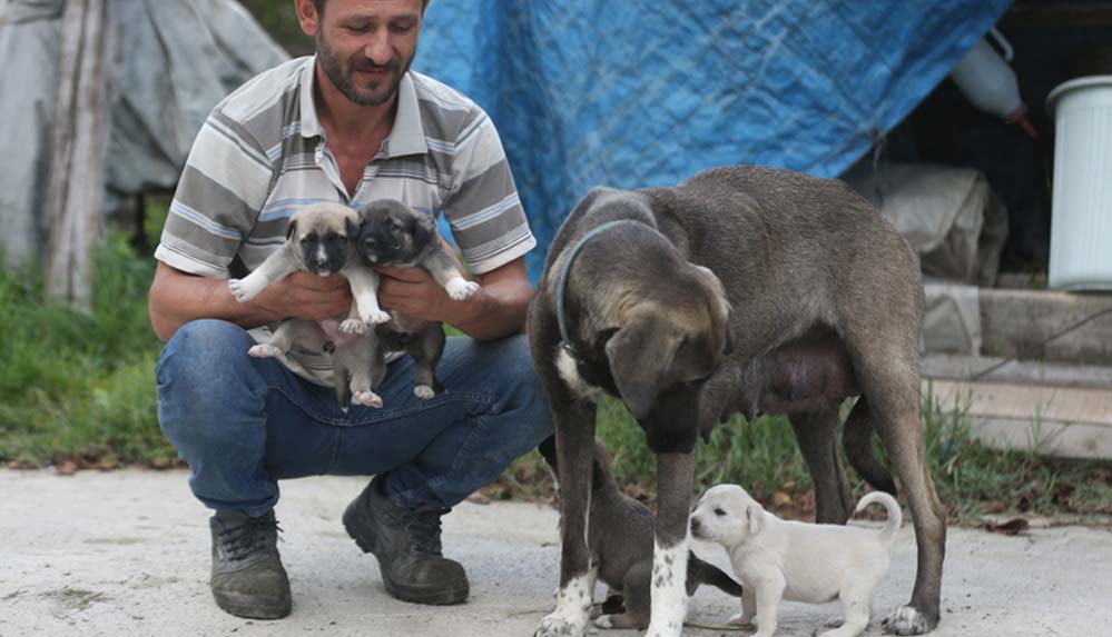 İnşaat ustasının sahiplendiği köpek, yavru kediye de annelik yapıyor