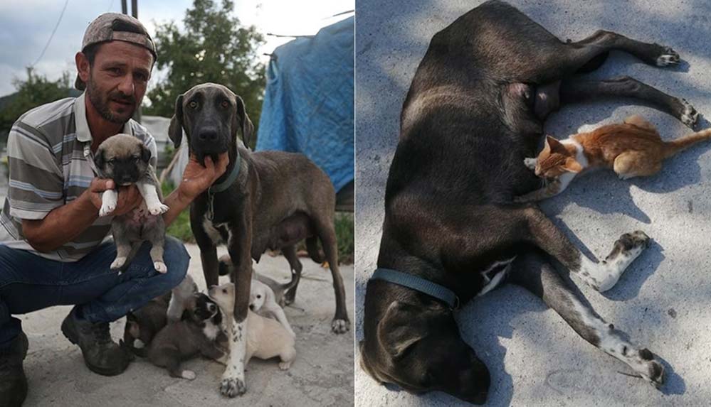 İnşaat-ustasının-sahiplendiği-köpek,-yavru-kediye-de-annelik-yapıyor