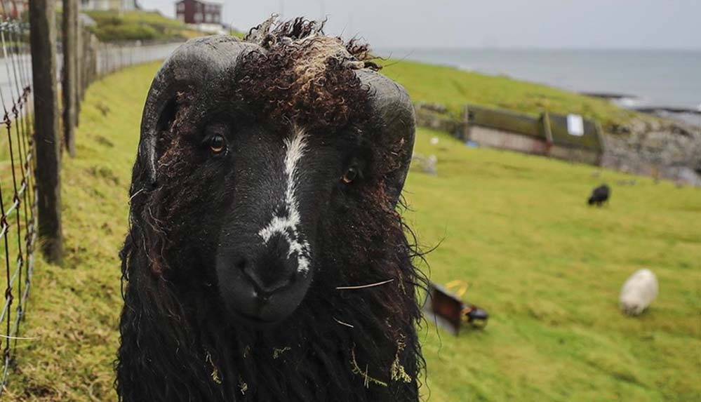 İnsandan fazla koyunun yaşadığı ülke: Faroe Adaları 7 İnsandan-fazla-koyunun-yaşadığı-ülke--Faroe-Adaları