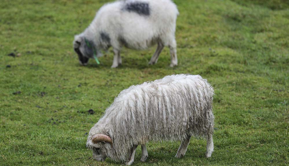 İnsandan fazla koyunun yaşadığı ülke: Faroe Adaları