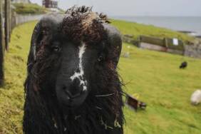 İnsandan-fazla-koyunun-yaşadığı-ülke--Faroe-Adaları