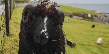 İnsandan-fazla-koyunun-yaşadığı-ülke--Faroe-Adaları