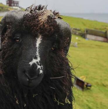 İnsandan-fazla-koyunun-yaşadığı-ülke--Faroe-Adaları