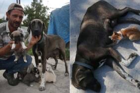 İnşaat-ustasının-sahiplendiği-köpek,-yavru-kediye-de-annelik-yapıyor
