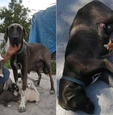 İnşaat-ustasının-sahiplendiği-köpek,-yavru-kediye-de-annelik-yapıyor
