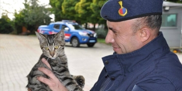 Kedi 'Gümüş'e sahip çıkan jandarma, topladığı parayla ameliyatını da yaptırdı