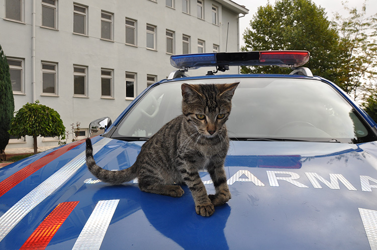 Hayvansever jandarma topladığı paralarla Gümüş'ün ameliyatını yaptırdı