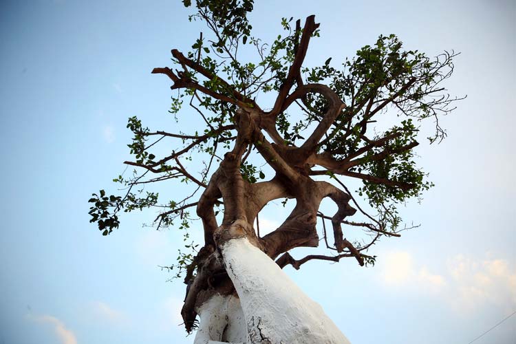 Mersin'in "simge ağacı"na zarar verilmesine ilişkin 3 sanığa dava açıldı