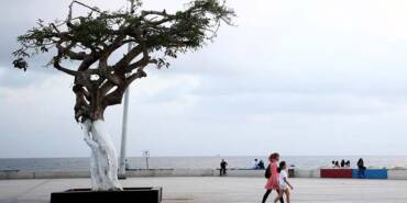 Mersin'in-'simge-ağacı'na-zarar-verilmesine-ilişkin-3-sanığa-dava-açıldı