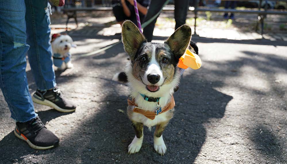 New York'ta köpekler 'Cadılar Bayramı'nın en iyisi olmak için yarıştı