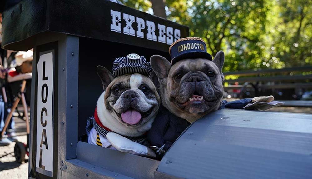 New-York'ta-köpekler-'Cadılar-Bayramı'nın-en-iyisi-olmak-için-yarıştı