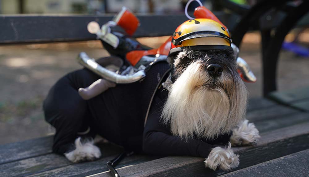New York'ta köpekler 'Cadılar Bayramı'nın en iyisi olmak için yarıştı