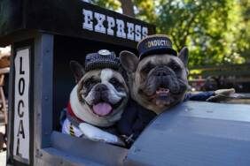 New-York'ta-köpekler-'Cadılar-Bayramı'nın-en-iyisi-olmak-için-yarıştı