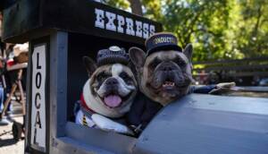 New York'ta köpekler 'Cadılar Bayramı'nın en iyisi olmak için yarıştı