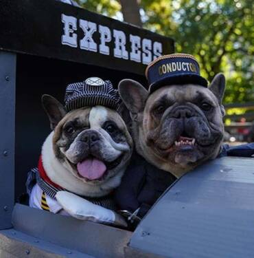 New-York'ta-köpekler-'Cadılar-Bayramı'nın-en-iyisi-olmak-için-yarıştı