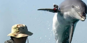 Rusya'nın Karadeniz'deki gizli silahı Katil yunuslar, casus dalgıçlara karşı