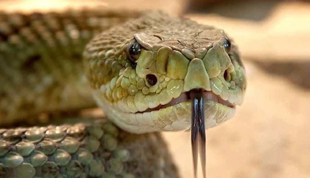 Tayland’da 15 dakikada bir "Evimde yılan var" şikayeti